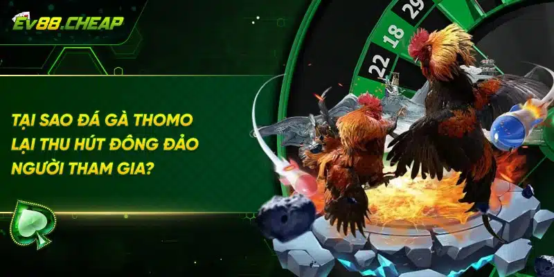 Vì sao đá gà thomo tại EV88 được nhiều người ưu thích